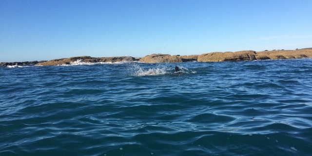 The fight took place at South Bay on New Zealand's South Island.