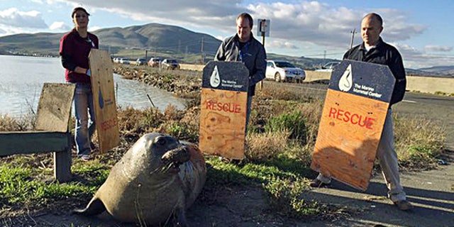 Dec. 28, 2015: n this photo provided by the California Highway Patrol, wildlife experts from the Marine Mammal Center in Sausalito attempt to corral an elephant seal that repeatedly tried to cross a highway, slowing traffic in Sonoma, Calif.