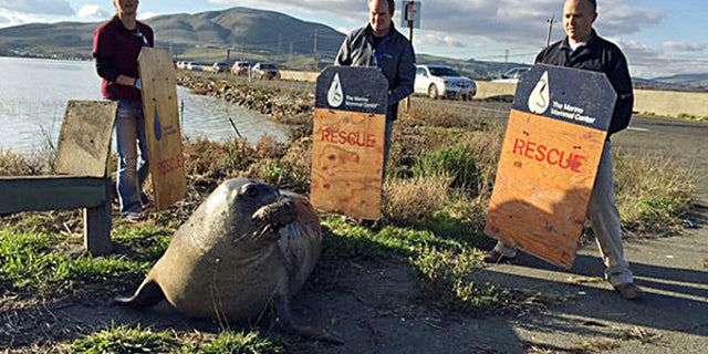 Dec. 28, 2015: n this photo provided by the California Highway Patrol, wildlife experts from the Marine Mammal Center in Sausalito attempt to corral an elephant seal that repeatedly tried to cross a highway, slowing traffic in Sonoma, Calif.