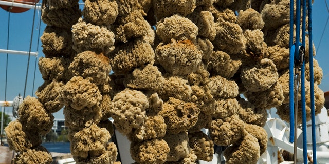 File photo - Sponges hang in the sun off a shroud line on a sponge boat tied up on the dock along the Anticlote River in Tarpon Springs, Florida, April 6, 2014. (REUTERS/Steve Nesius)