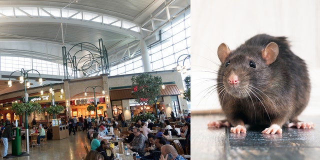 SeaTac officials and restaurant vendors are working hard to keep the critters away.