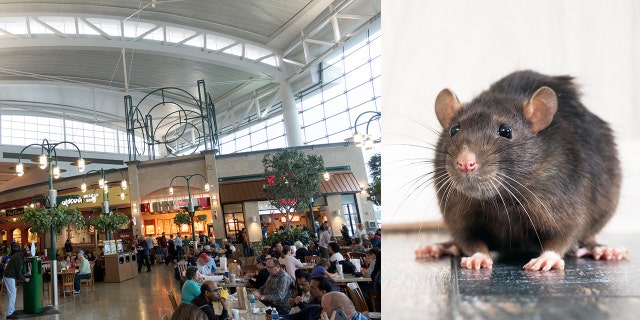 SeaTac officials and restaurant vendors are working hard to keep the critters away.