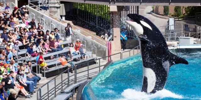 The traditional Shamu show at SeaWorld San Diego will be phased out in 2016.