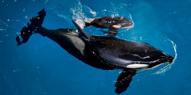 In this image provided by SeaWorld Parks & Entertainment orca Takara helps guide her newborn to the water's surface at SeaWorld San Antonio, Wednesday, April 19, 2017, in San Antonio.