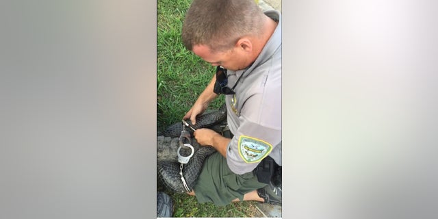 A wildlife agent handcuffs an alligator in Louisiana so it will not escape.