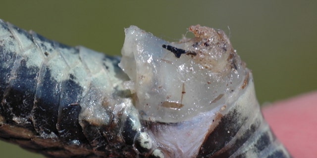 A copulatory plug in a red-sided garter snake.