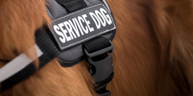 Close-up on the vest of a service dog