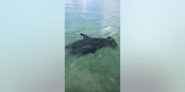 Florida couple spots rare scalloped hammerhead shark: 'It was awesome ...