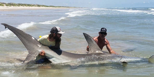A fisherman and his friend caught a 12-foot hammerhead shark off the gulf coast of Texas.