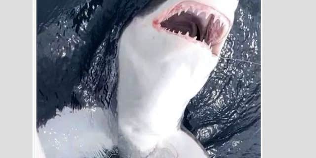 Chris O'Neill shares a photo of a great white shark he caught and released off the coast of Atlantic City.