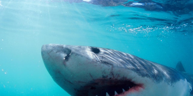 Great White Shark, photographed from the safety of a cage in South Africa