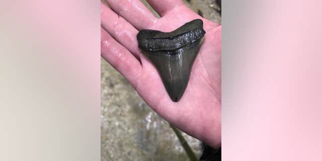 shark teeth maryland