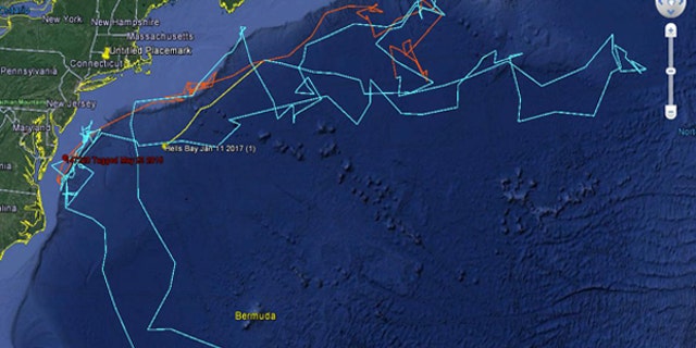 A map of Hell's Bay's travel patterns.
