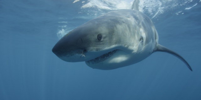 A large Great white shark cruises past the underwater cameraman at Guadalupe Island off the coast of Mexico.