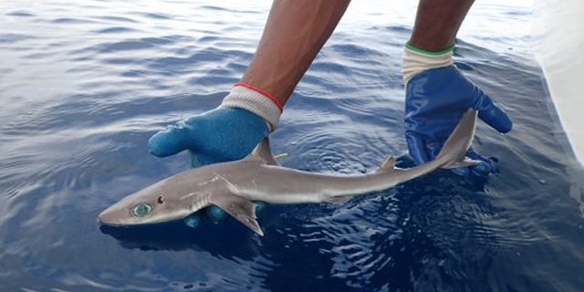 An adult Squalus clarkae found in the waters off Belize. (Credit: MarAlliance)