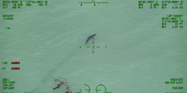 Paddleboarders near the sharks were warned: 'Exit the water in a calm manner.'