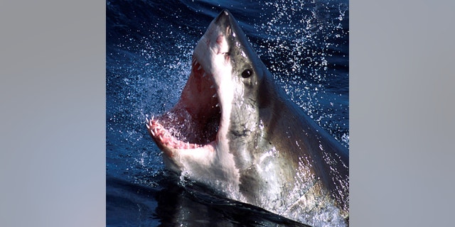 File photo: An undated photo of a Great White shark. (Credit : REUTERS/Seachangetechnolgy)