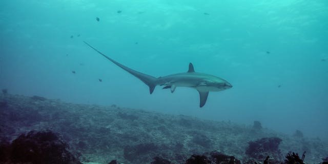 The image of the pelagic thresher shark was shot by photographer Attila E. Kaszo during a 2013 research dive led by Dr. Simon Oliver from the University of Chester in the U.K.