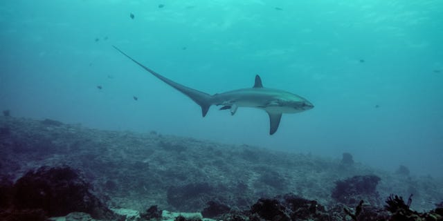 The image of the pelagic thresher shark was shot by photographer Attila E. Kaszo during a 2013 research dive led by Dr. Simon Oliver from the University of Chester in the U.K.