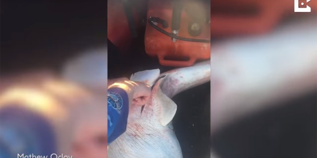 shark pups 1 caters