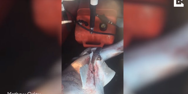 shark pups 2 caters