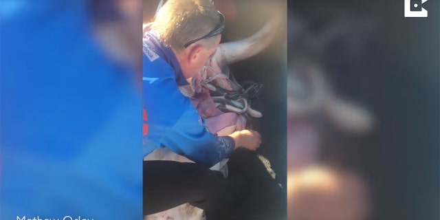 shark pups 3 caters