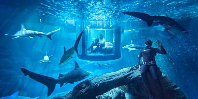 Professional free-diver Fred Buyle will host the lucky winners.