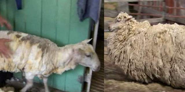 Sheila before and after her big hair cut. (Sky News)