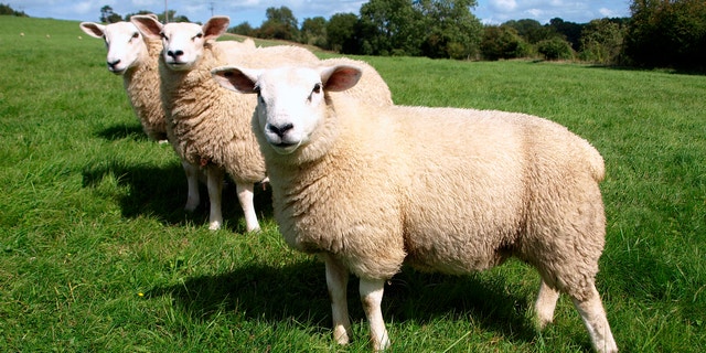 Sheep oil: The latest celebrity skincare trend | Fox News