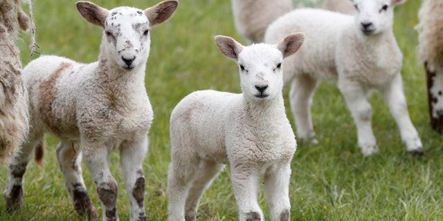 File photo - Sheep are seen on farm near Melrose in the Scottish Borders, Scotland, Britain April 27, 2017. Picture taken April 27, 2017. (REUTERS/Russell Cheyne)