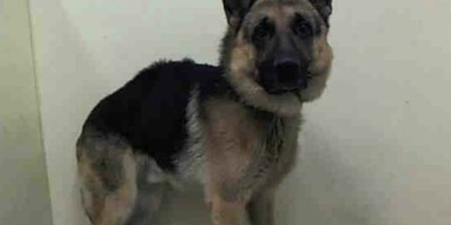 Duke, a 4-year-old German shepherd, is listed to be euthanized at any moment, but is credited with saving his family from an approaching bear.