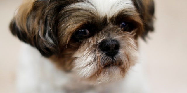 New York Man Bites Eye Out Of Shih Tzu Officials Say Fox News