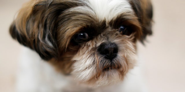 A New York man was arrested after he allegedly bit the eye out of his family's Shih Tzu, similar to the dog above, according to officials.