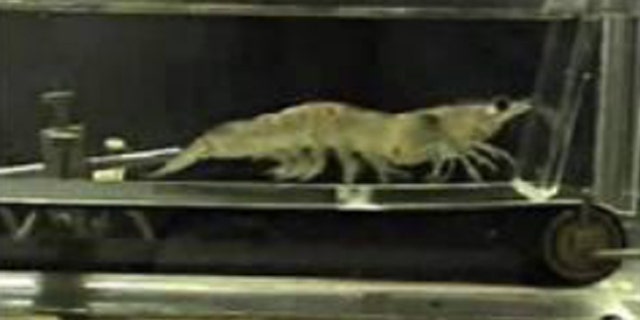 Shown here is a shrimp walking on a treadmill, part of a National Science Foundation-funded research project.