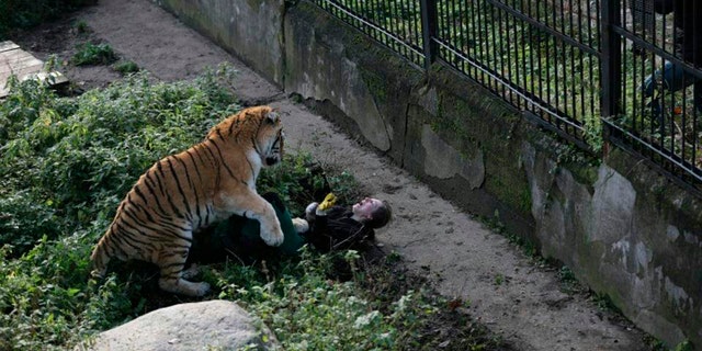 The Siberian tiger attacking the zookeeper at Kaliningrad zoo. (Vkontakte/east2west news)