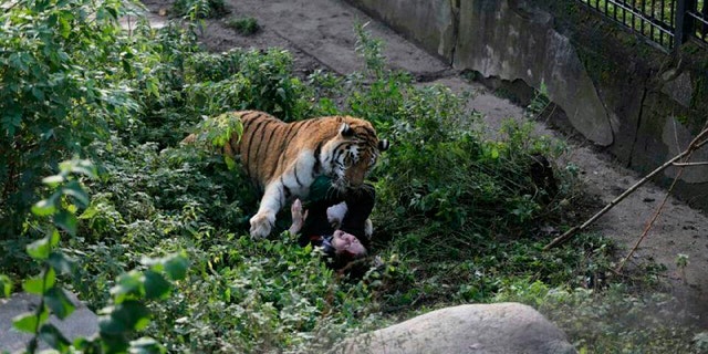 The Siberian tiger attacking the zookeeper at Kaliningrad zoo