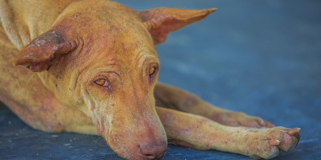 sick dog