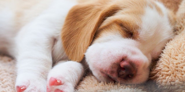 A little Beagle puppy is sleeping