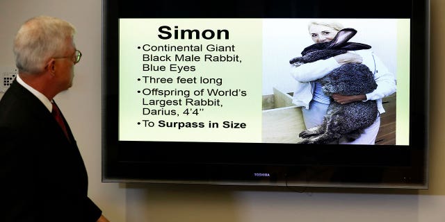 Attorney Guy Cook speaks at a May news conference while looking at a photo of Simon, a giant rabbit that died after flying from the United Kingdom to Chicago.