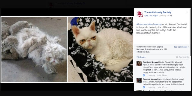 (Facebook/The Anti-Cruelty Society)