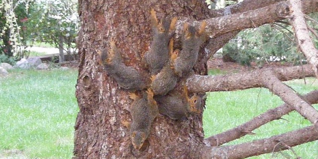 Six baby squirrels had their tails tangled together by tree sap and began moving as one in Elkhorn, Neb., on Monday.