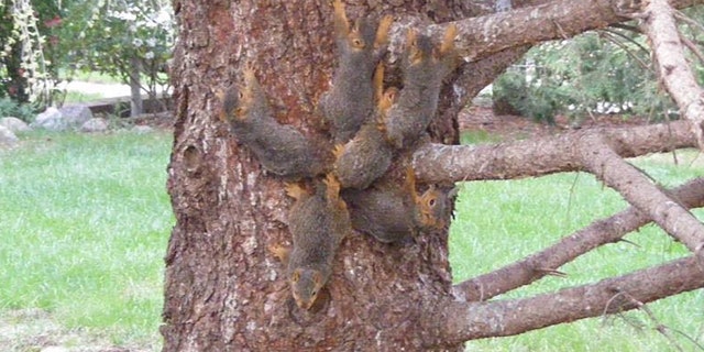 Six baby squirrels had their tails tangled together by tree sap and began moving as one in Elkhorn, Neb., on Monday.