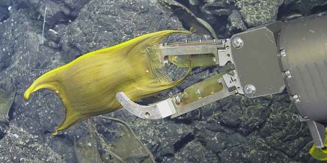 The robotic "hand" of the Hercules ROV grasps a skate egg pod.