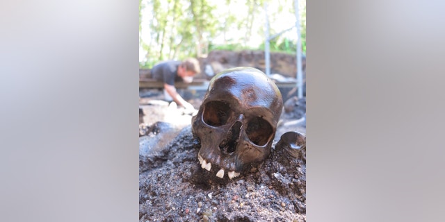 A skeleton is pictured at the excavation site in Denmark.