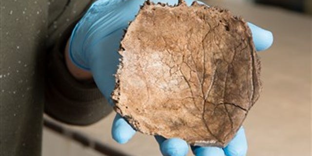 The skull fragment recovered from the North Sea (Dutch National Museum of Antiquities)