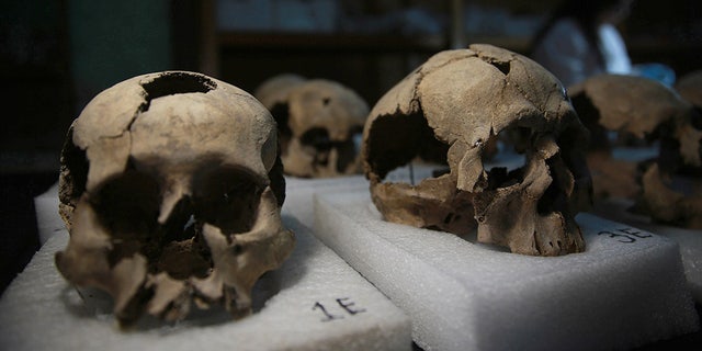 MEXICO CITY, MEXICO - JULY 10: Skulls, which were found during an excavation work, are seen in National Institute of Anthropology and History's laboratory in Mexico City, Mexico on July 10, 2017. More than 650 skulls and thousands of fragments were found near Templo Mayor, one of the main temples in the Aztec capital Tenochtitlan, which later became Mexico City. The discovery has raised new questions about the culture of sacrifice in the Aztec Empire.
(Photo by Daniel Cardenas/Anadolu Agency/Getty Images)