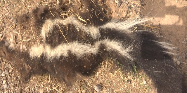 A smushed skunk on the side of the road in Hagerman, New Mexico. Many skunks can be found dead on the road as they run around at night and into traffic.