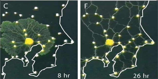 In a recent experiment, slime mold grew out from a food source and colonized each of the other food sources. Eventually, it resolved into a network of tubes, much like the Tokyo rail system. Credit: Science/AAAS