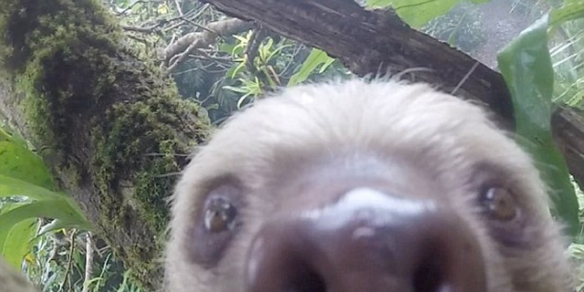 This playful sloth will melt your heart.