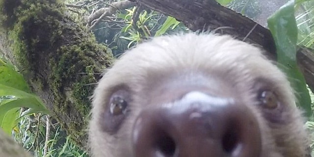 This playful sloth will melt your heart.
